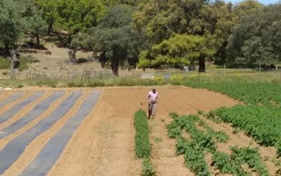 Self-consumption vegetable gardens in Sierra de Huelva