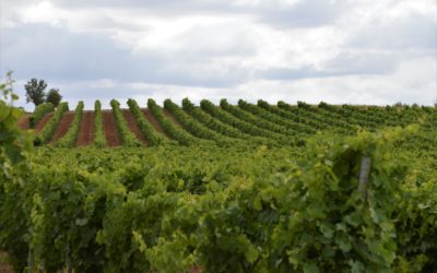 Experiencias alternativas en los ámbitos de la vitivinicultura globalizada: DOP Rueda, La Seca (Valladolid)