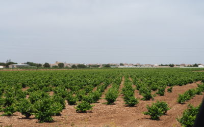 The vineyards of La Mancha