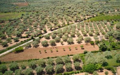 Olive growing in the Maestrat region of Castellón