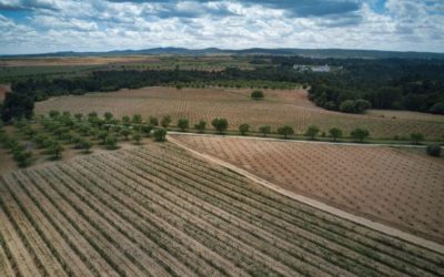 Vineyards and wine in the Utiel-Requena plain region
